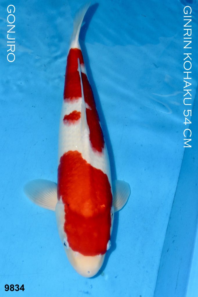 Kohaku 54cm