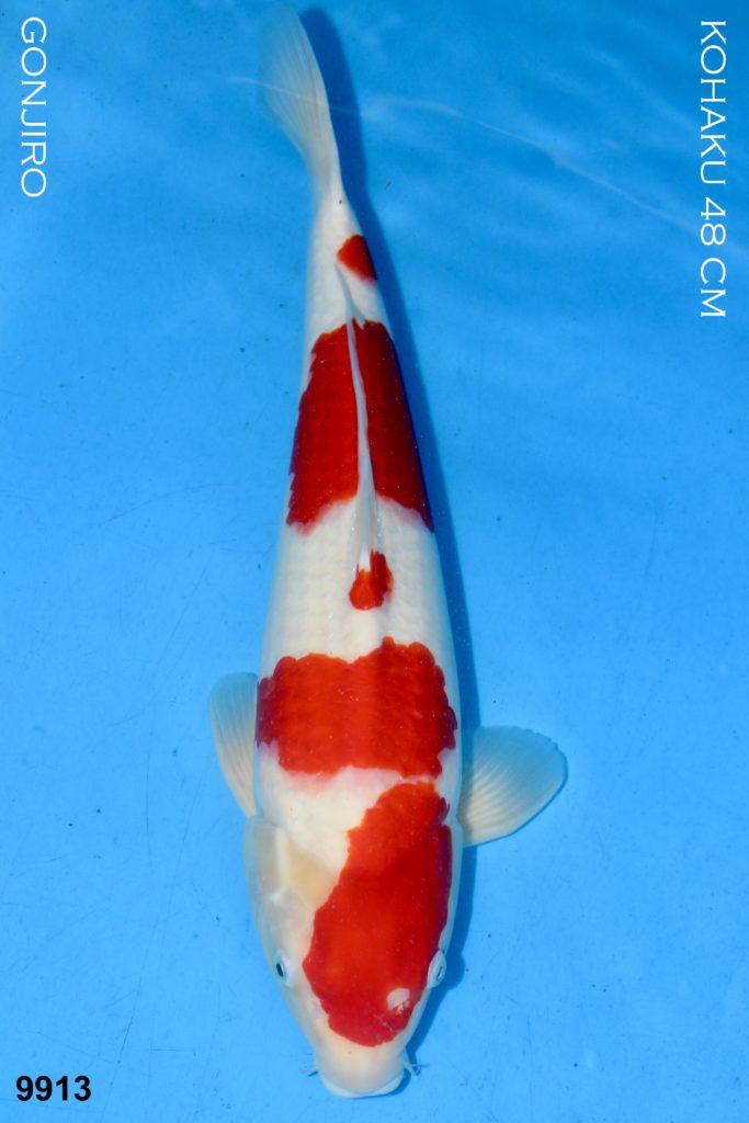 Kohaku 48cm